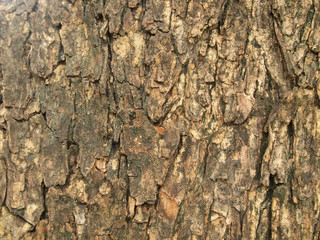 Tree bark texture