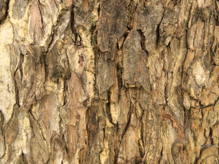 Tree bark texture