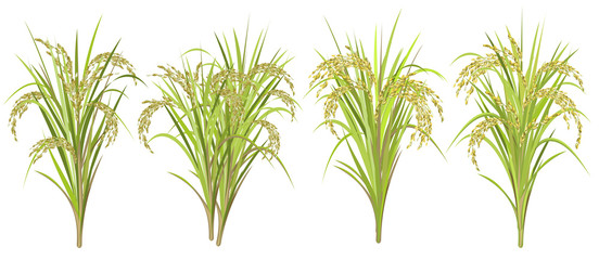 Rice (Oryza sativa, Asian rice). Set of realistic vector illustrations of rice panicles isolated on white background.