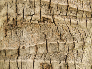 Tree bark texture