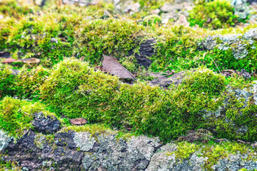Green moss growth on the trunk of an tree