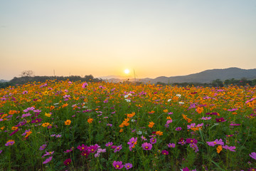 Colorful cosmos flower meadow in sunset.