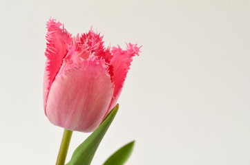 Cacharel. Розовый тюльпан crispa, тюльпан бахромчатый 
