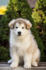 Alaskan malamute puppy posing outside.