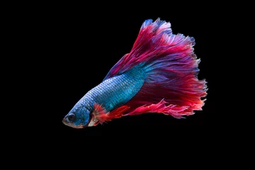 Deurstickers The moving moment beautiful of siam betta fish in thailand on black background.  © Soonthorn