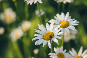 Obraz premium Flies on dandelion in macro photography.