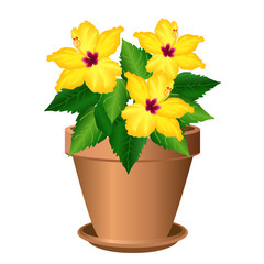 Hibiscus (shoe flower, china rose) in pot. Hand drawn vector illustration on white background.