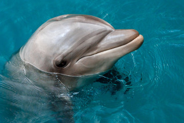 The yong Bottlenose dolphin is swimming in red sea