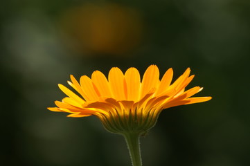 Marigold Sunlight