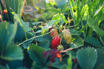 Wild strawberry bush with ripe berries and green leafs close-up, forest on background