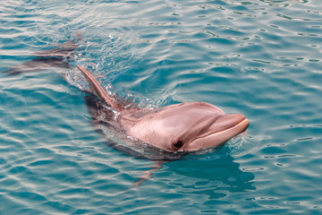 The yong Bottlenose dolphin is swimming in red sea