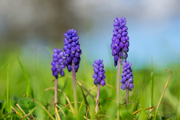 Germany, Intense purple colored grape hyacinth flowers on meadow in the sun