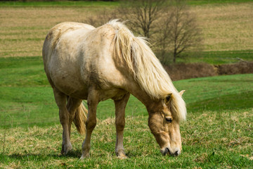 Obraz na płótnie Canvas Germany, Blond horse eating grass on green meadow in springtime in the sun