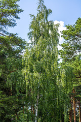 Fototapeta premium Beautiful green trees