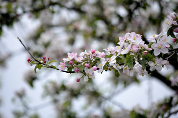 Spring flowers in the garden