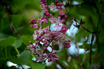 Lilac blossoms in the garden. Spring flowers