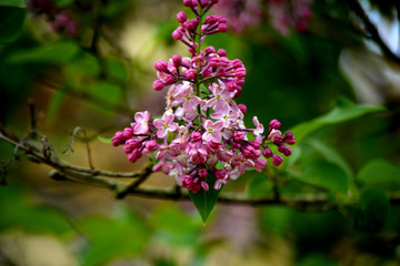 Fototapeta premium Lilac blossoms in the garden. Spring flowers