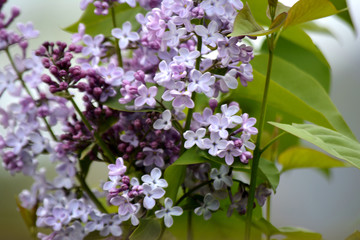 Lilac blossoms in the garden. Spring flowers