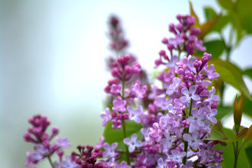Lilac blossoms in the garden. Spring flowers