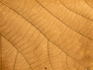 dry brown leaf texture