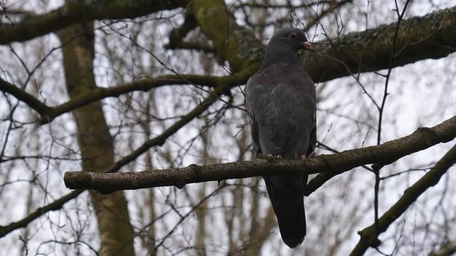 Close up of common pigeon sitting on a tree branch