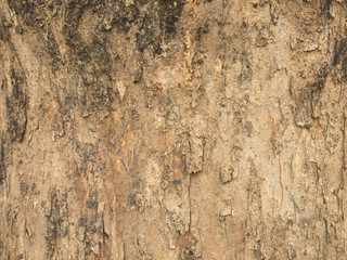 Tree bark texture