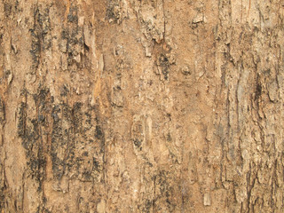 Tree bark texture
