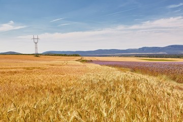 Wheat field detail