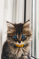 Kitty with blue eyes