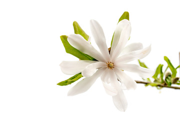 Fototapeta premium Sternmagnolie