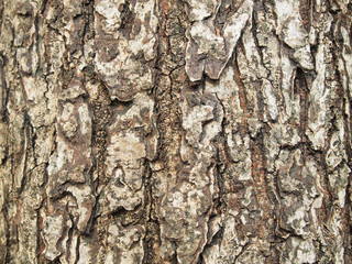 Tree bark texture