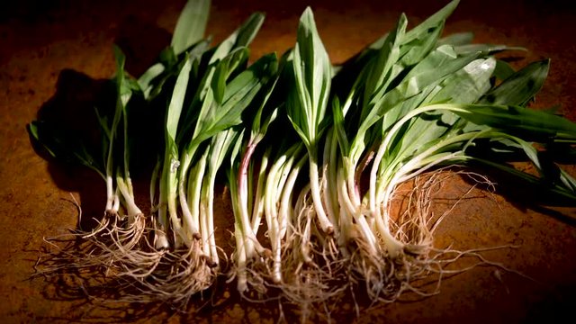 Wide slider moving left of a bunch of ramps with focus on their roots and stems in a studio.