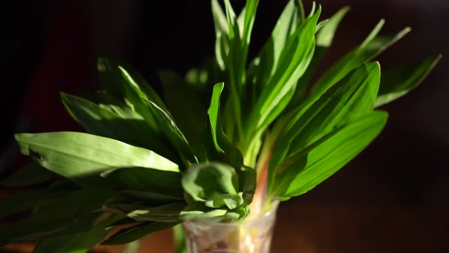 Closeup of ramp leaves rotating against a dark background.
