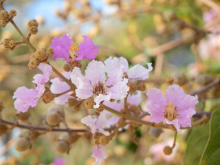 Fototapeta na wymiar Beautiful pink flower soft focus of Cananga odorata flowers