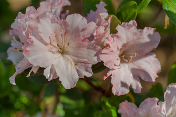 colorful flowers are blooming in the meadow at the foothill  during winter in Chiang Rai north of Thailand. Small flowers with beautiful colors are attractive to visitors.