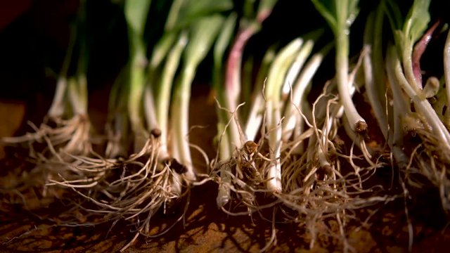 Closeup slider to the left of a bunch of ramps with focus on their roots and stems in a studio.