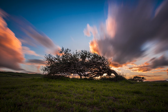 Fototapeta solitary tree bent by the wind on the hill in Sardinia at sunset