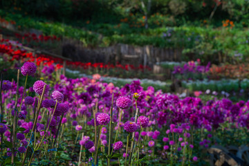 colorful flowers are blooming in the meadow at the foothill  during winter in Chiang Rai north of Thailand. Small flowers with beautiful colors are attractive to visitors.