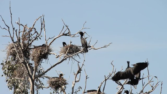 HD Video of double crested cormorants nesting in the top of leaf barren tree. Once threatened by the use of DDT, the numbers of this bird have increased markedly in recent years.
