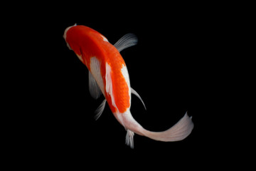Naklejka premium Koi fish black background