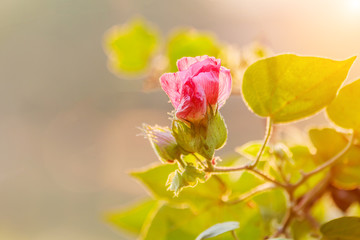 Cotton Plant with pink Cotton flowers and Cotton fluff.