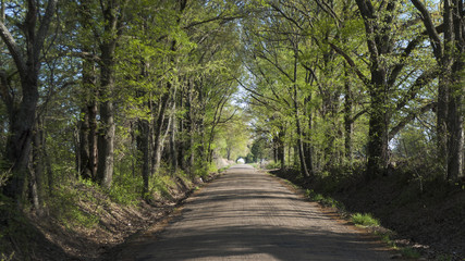 Fototapeta na wymiar Country Lane in Springtime
