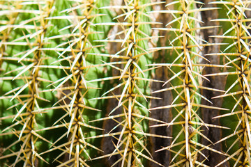 Round cactus background

