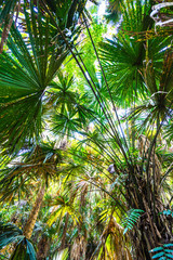 Fototapeta premium The tall trees in the forest, humid Northern Division.