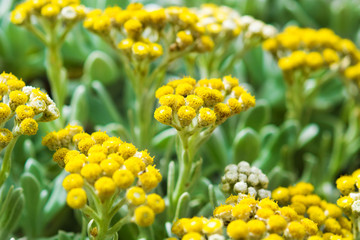 Yellow flowers. Spring concept.

