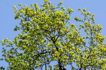 Birch