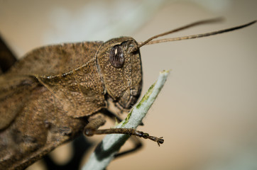  Grasshopper