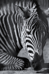 Fototapeta na wymiar African plains lying Zebra with focus on the face and blurred body