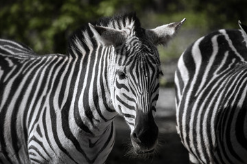 Fototapeta na wymiar African plains zebra standing on the green background blurred in daytime