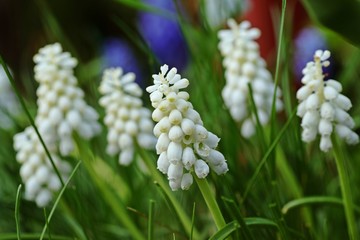 blühende Traubenhyazinthen im Garten